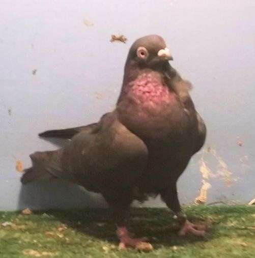 pigeon-for-sale