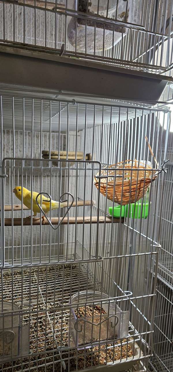 male-bird-for-sale-in-sterling-heights-mi
