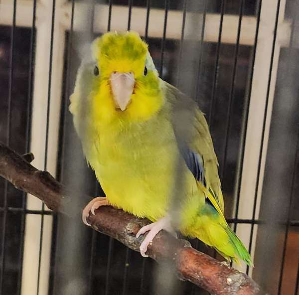 parrotlet-for-sale-in-cumberland-md