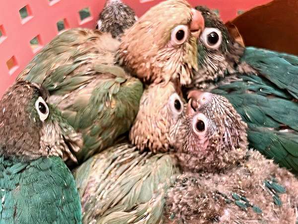 cinnamon-green-conure-parrot-for-sale