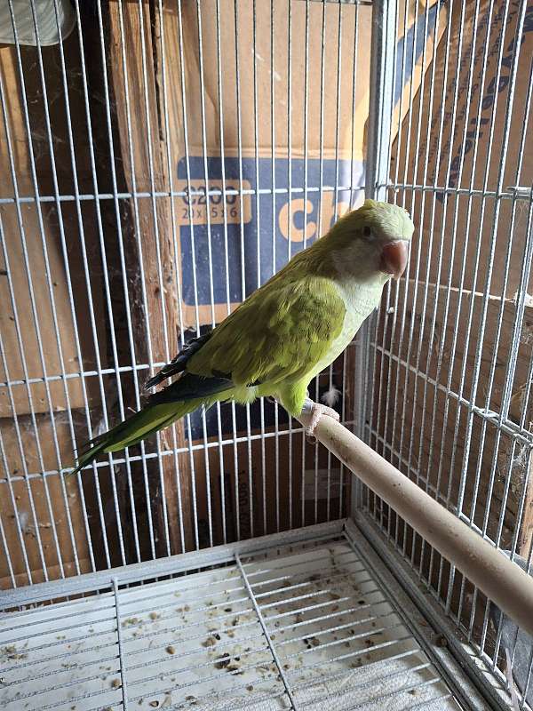 quaker-parrots-for-sale