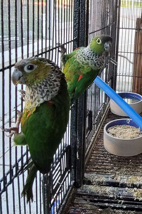 female-black-capped-conure-for-sale