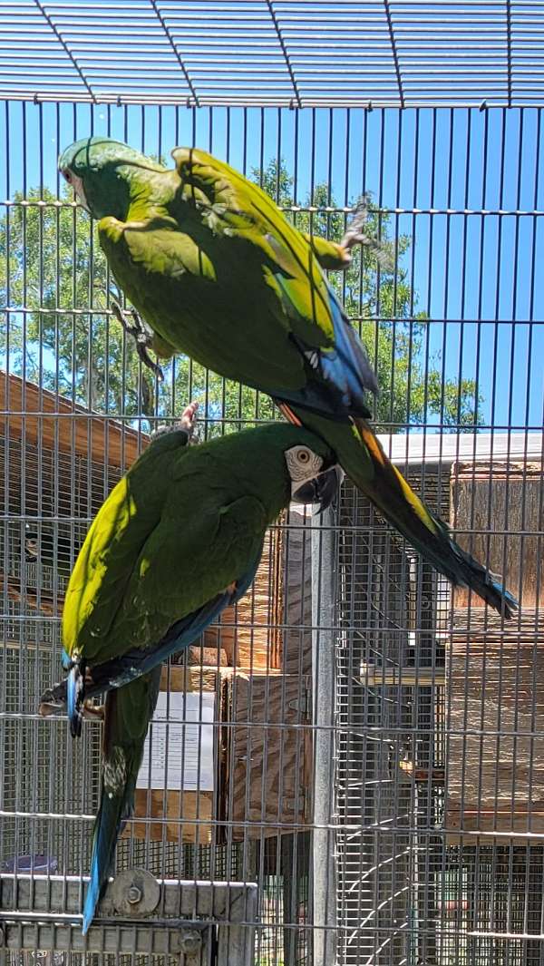 severe-macaw-for-sale-in-dade-city-fl
