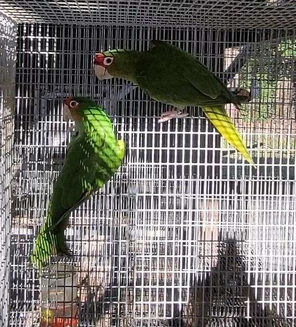 mitred-conure-for-sale-in-dade-city-fl