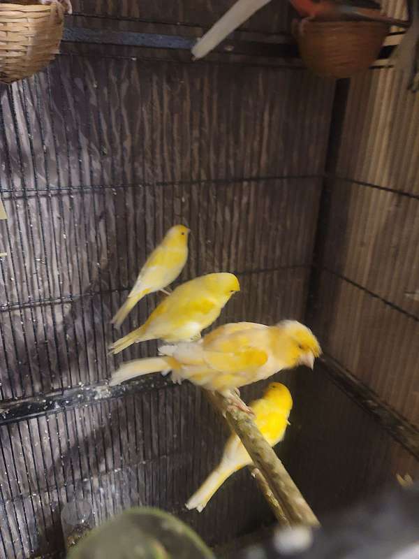 canary-for-sale