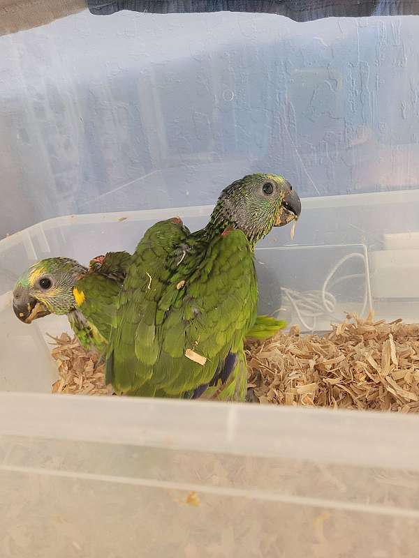 blue-front-amazon-parrot-for-sale-in-orinda-ca