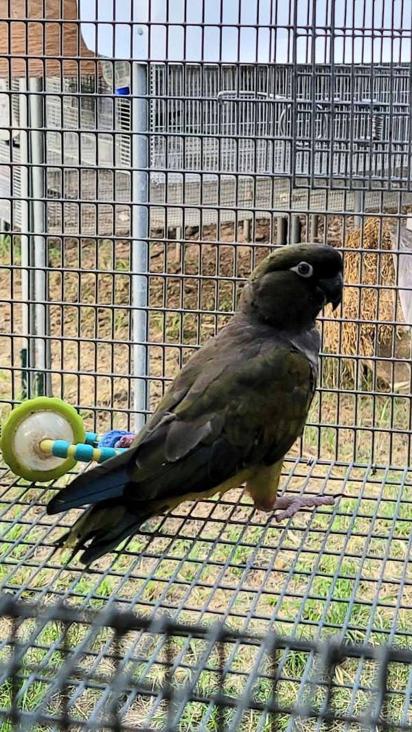 patagonian-conure-for-sale-in-dade-city-fl