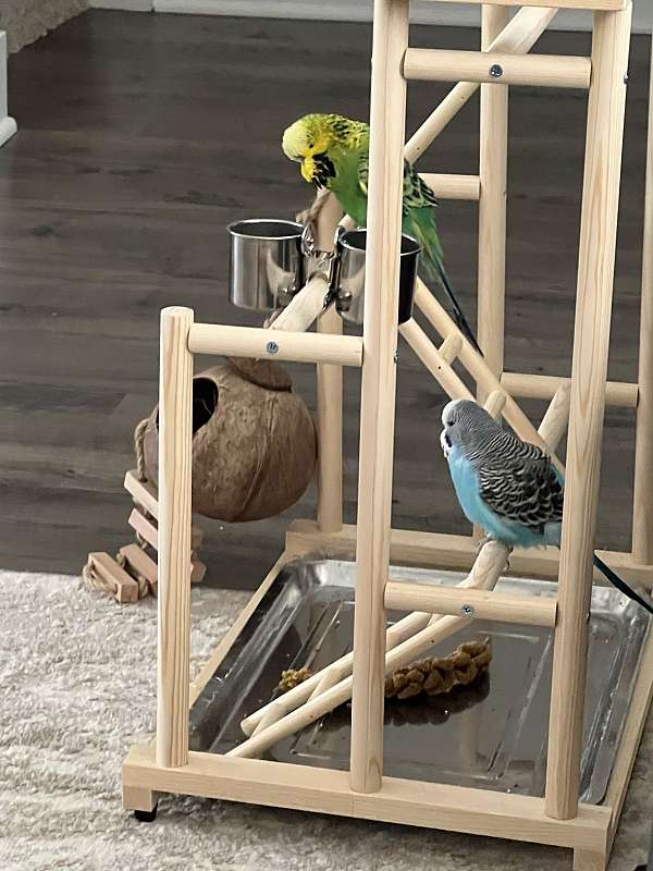 bonded-pair-bird-for-sale-in-mount-laurel-nj