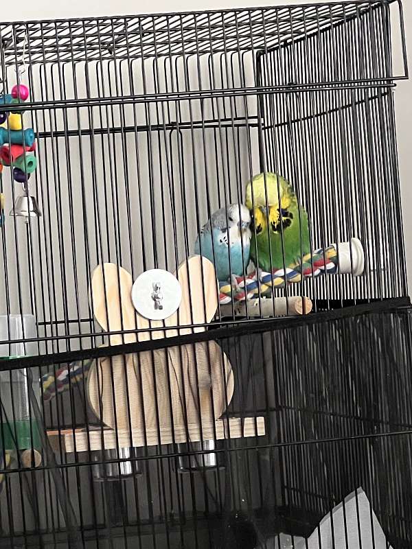budgerigar-parakeet-for-sale-in-mount-laurel-nj