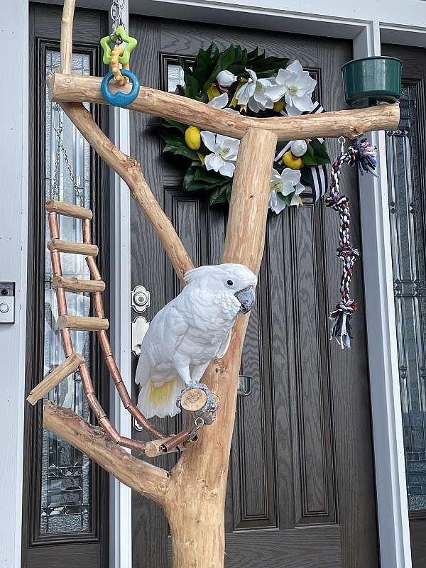cockatoo-for-sale-in-new-york