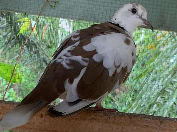 ringneck-dove-for-sale-in-coconut-creek-fl