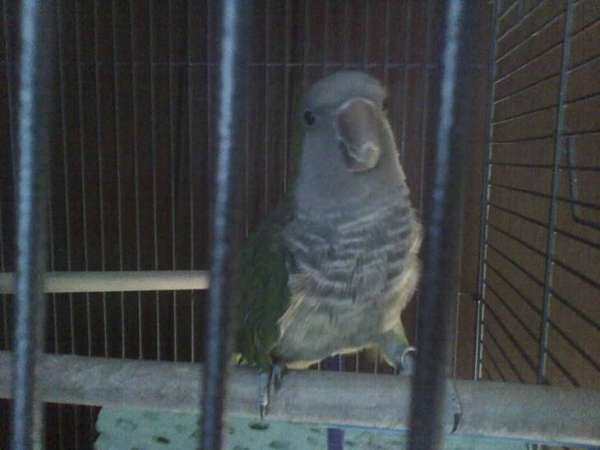 quaker-parrots-for-sale