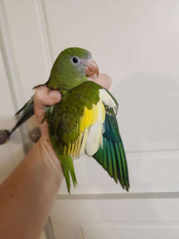 parakeet-for-sale-in-cabot-ar