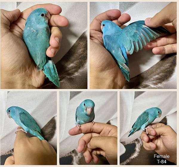 pacific-parrotlet-for-sale-in-northbridge-ma