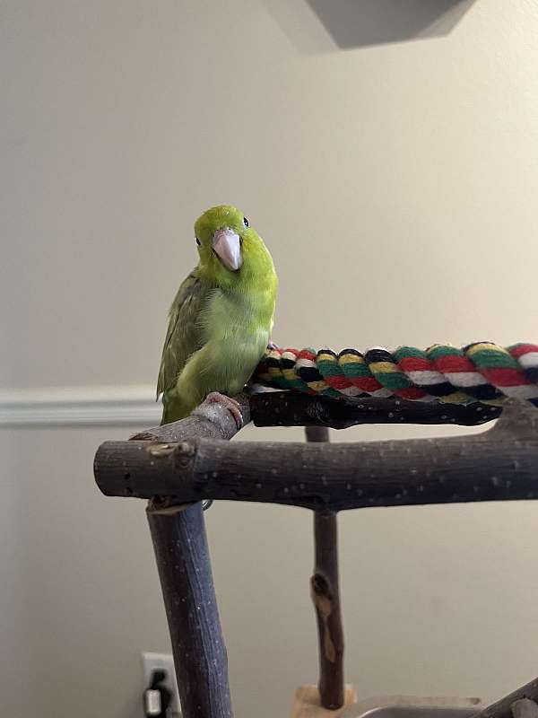 pacific-parrotlet-for-sale