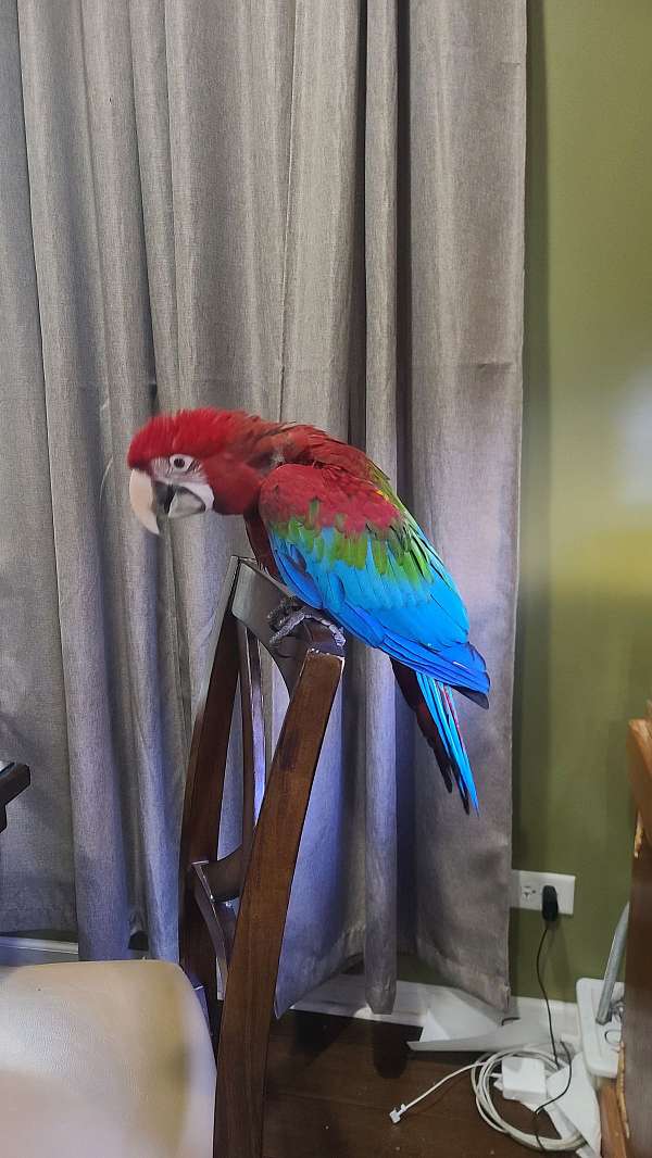 green-wing-macaw-for-sale