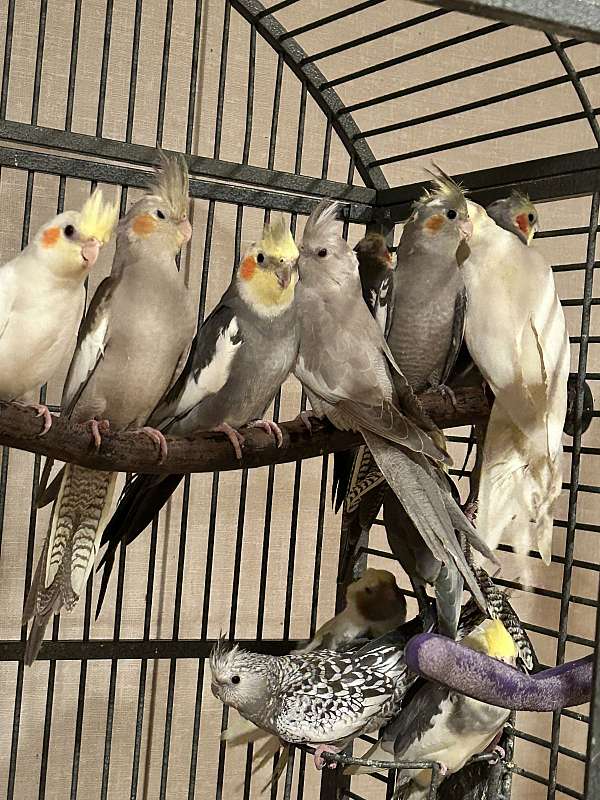 tame-bird-for-sale-in-harrisburg-pa