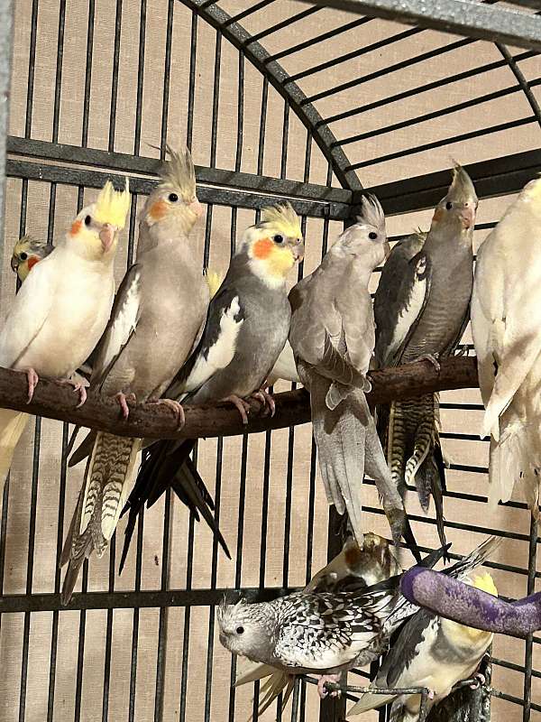 cockatiel-for-sale