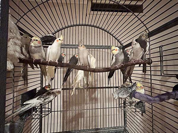 cockatiel-for-sale-in-harrisburg-pa