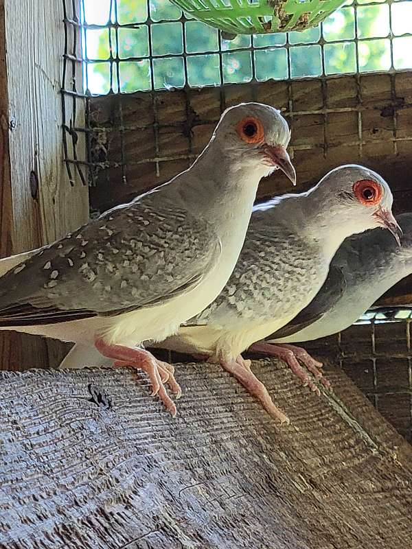 dove-for-sale-in-dover-nc