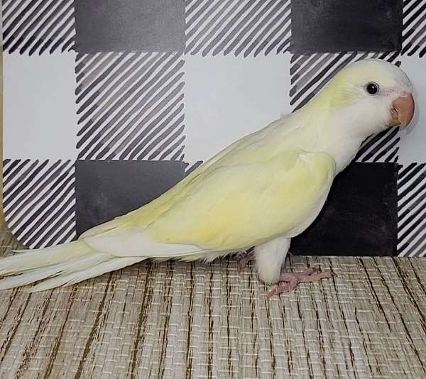 lutino-white-quaker-parrots-for-sale
