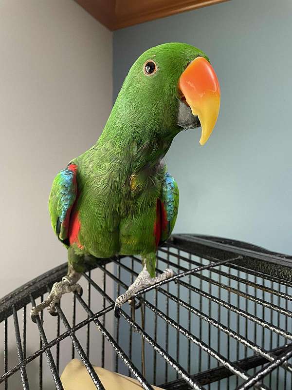 solomon-island-eclectus-parrots-for-sale-in-silver-spring-md