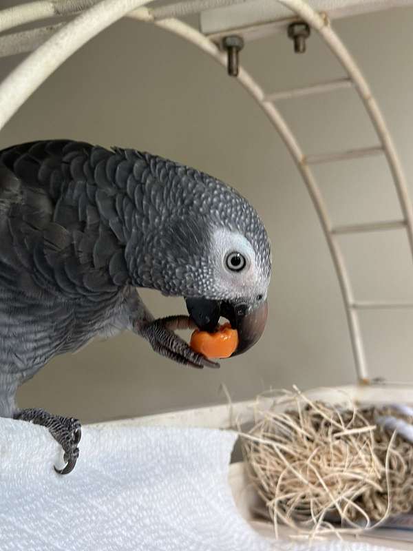 timneh-african-grey-parrot-for-sale-in-minnesota