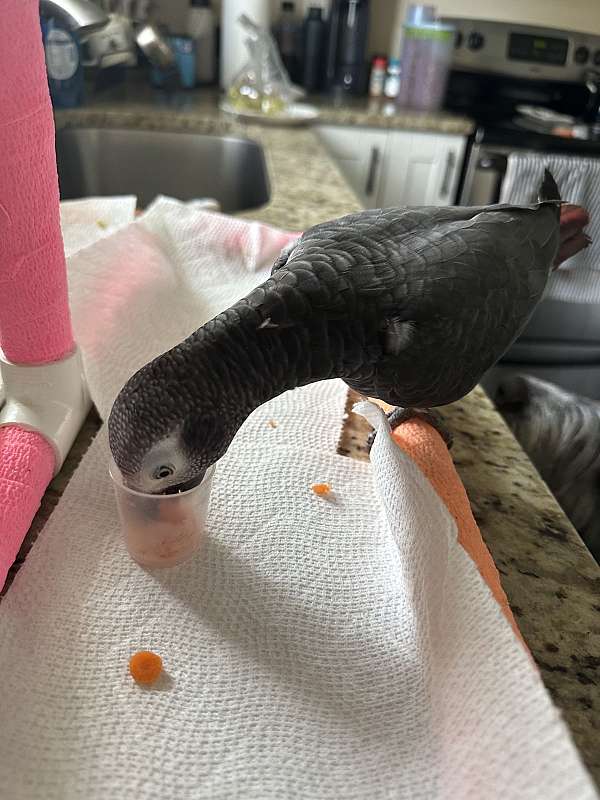 young-timneh-african-grey-parrot-for-sale