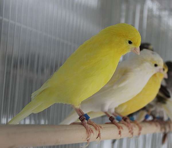 companion-pet-young-bird