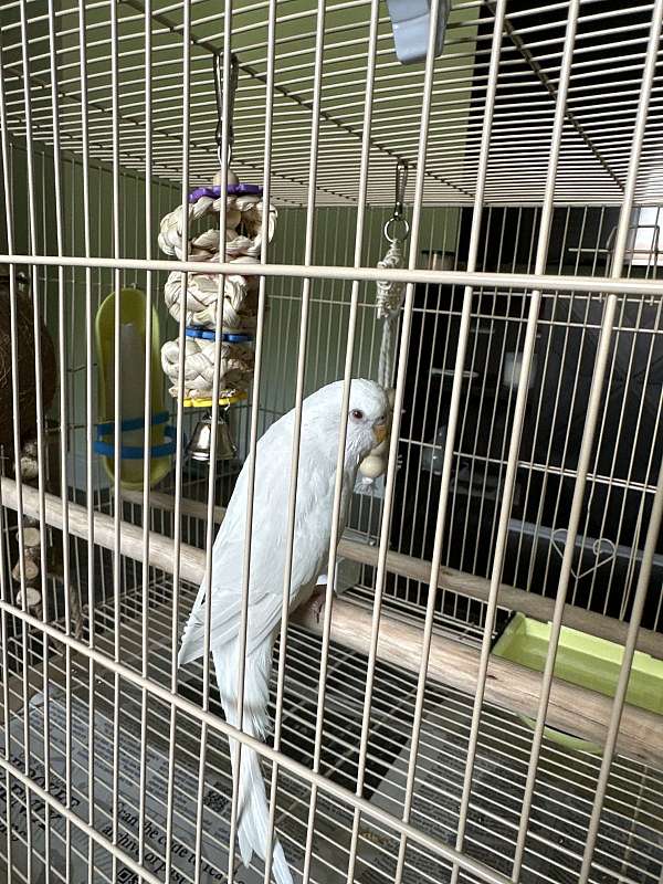 albino-bird-for-sale-in-alabama