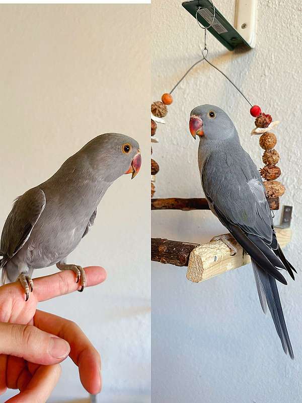 ringneck-parakeet-for-sale-in-las-vegas-nv