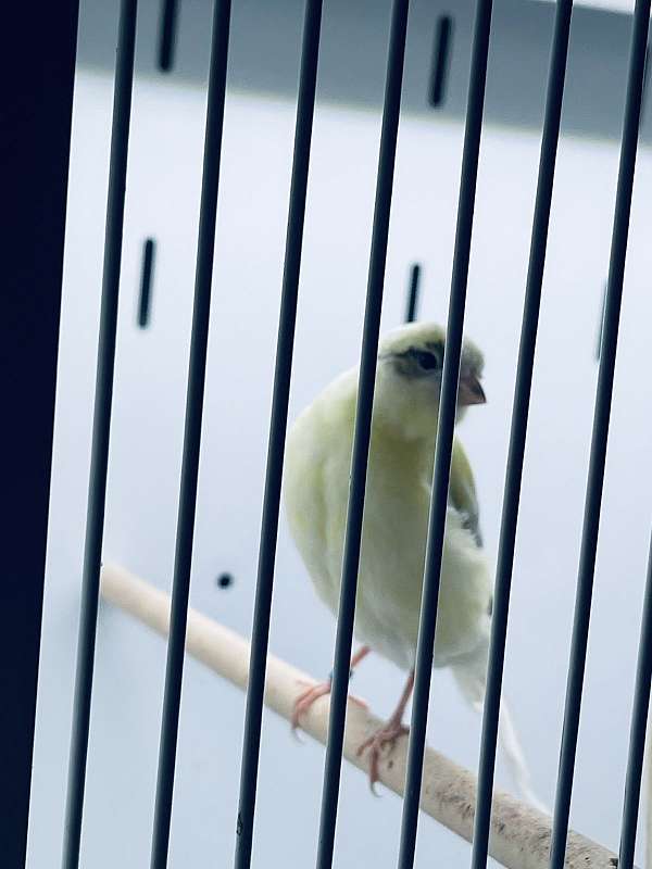 female-bird-for-sale-in-kearny-nj