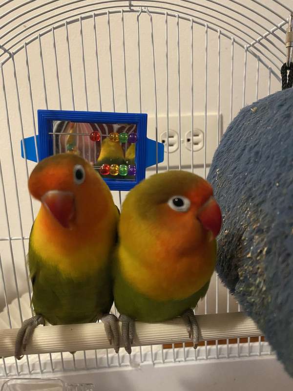 Lovebird pair bonded