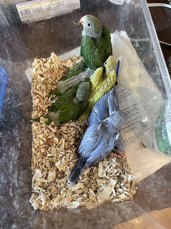 parrot-for-sale