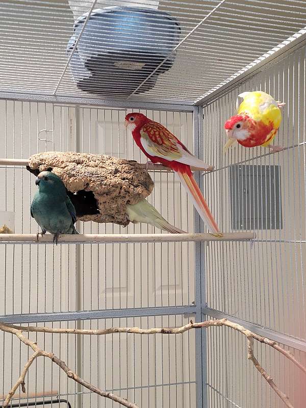 rosella-parakeet-for-sale-in-davis-ca