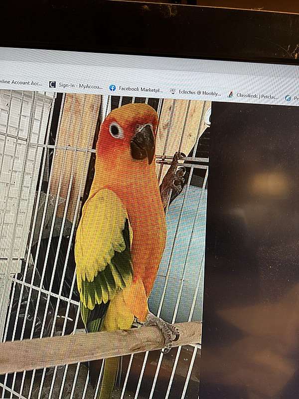 sun-conure-for-sale