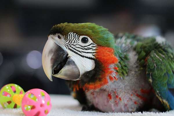 macaw-for-sale-in-mooresville-in