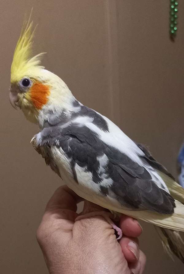 cockatiel-for-sale