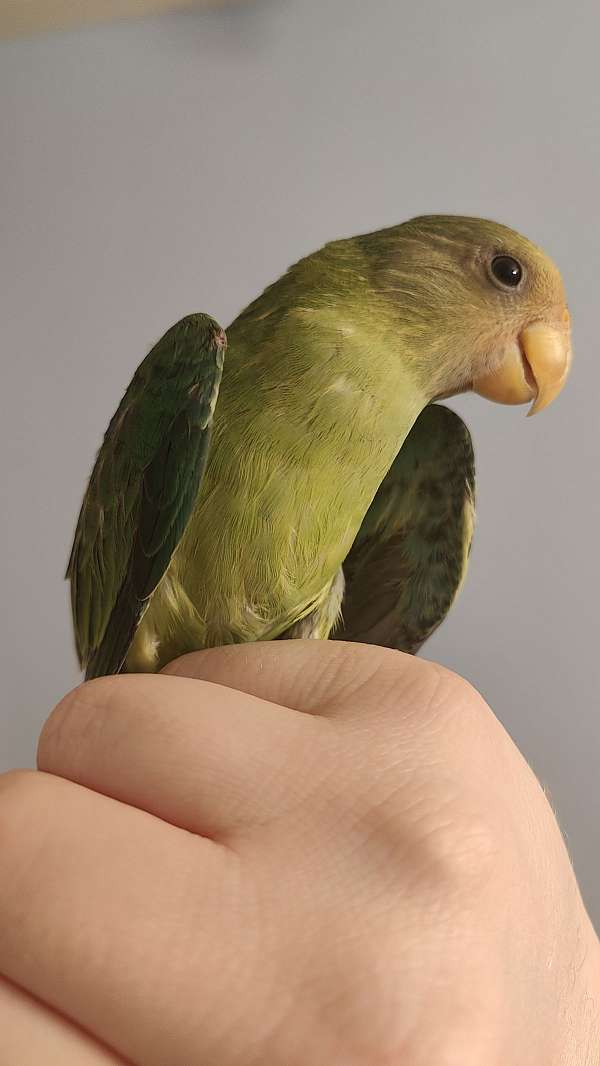 PlumHeaded Parakeets