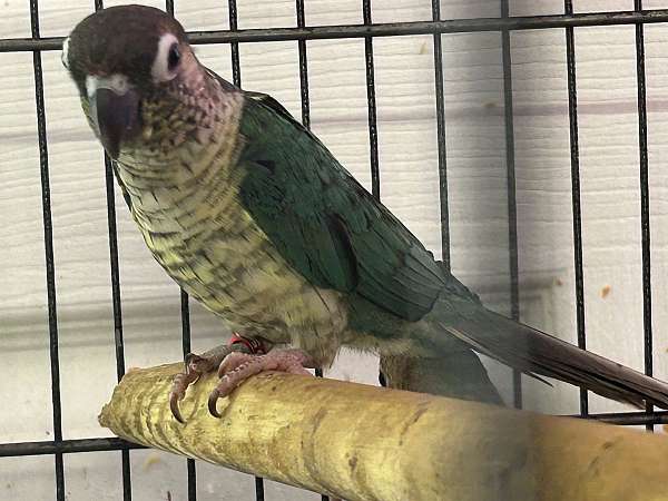 green-yellow-aggressive-tame-bird-for-sale