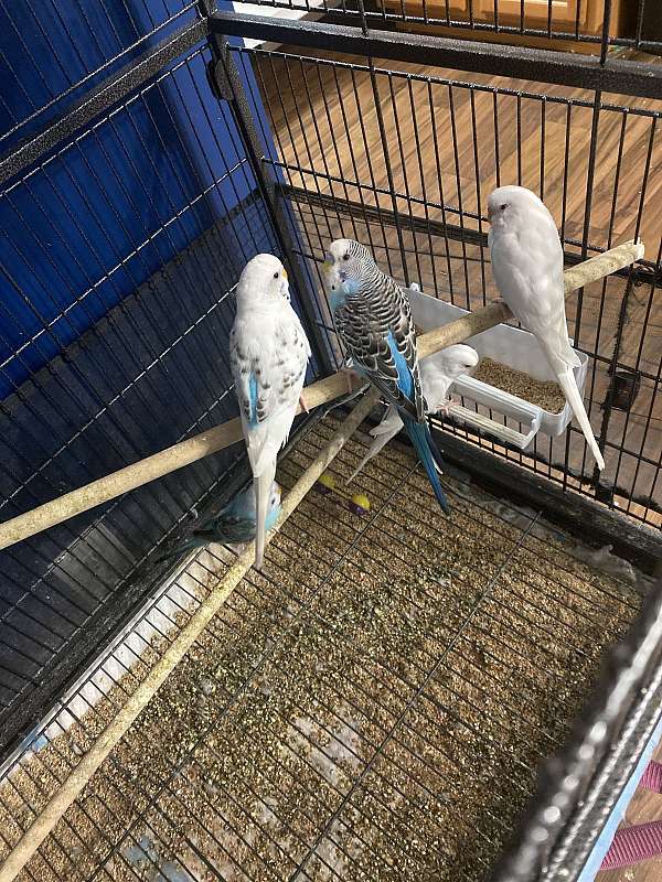 budgerigar-parakeet-for-sale-in-goldsboro-nc