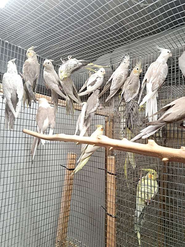 cockatiel-for-sale-in-amana-ia