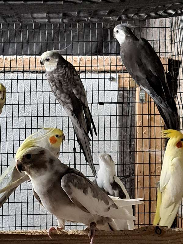 adult-bird-for-sale-in-amana-ia