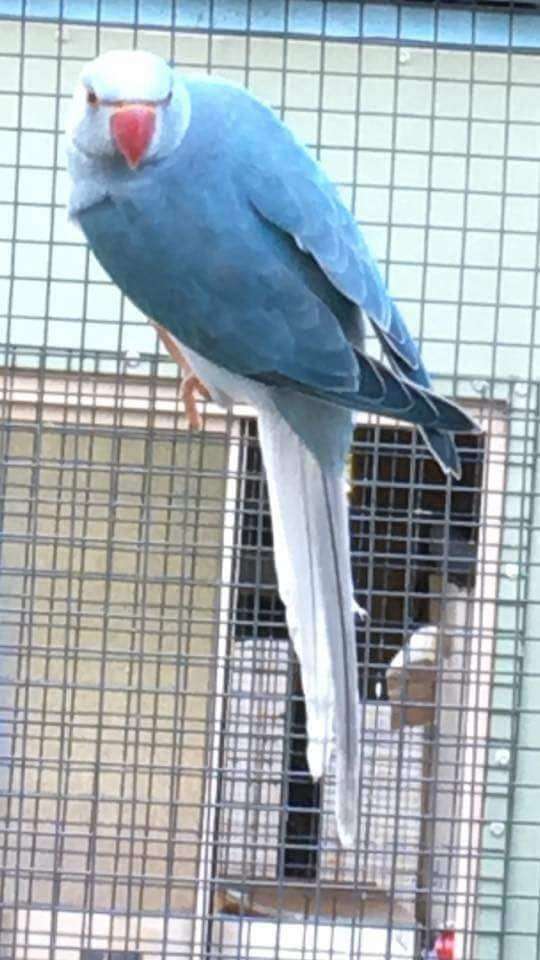 parakeet-for-sale-in-amana-ia