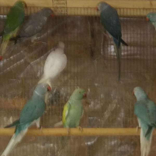 parakeet-for-sale