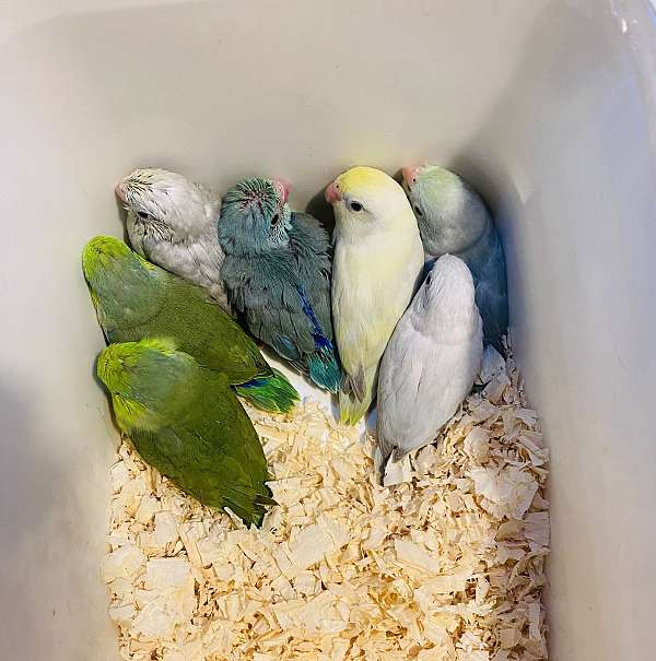 pacific-parrotlet-for-sale-in-clarksburg-md