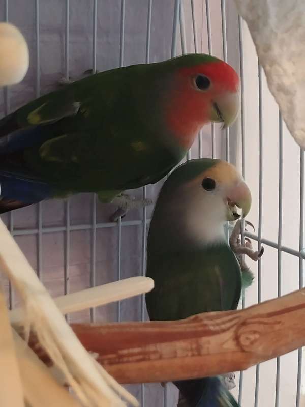 green-bonded-pair-wild-bird-for-sale