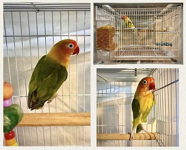 adult-bird-for-sale-in-northbridge-ma