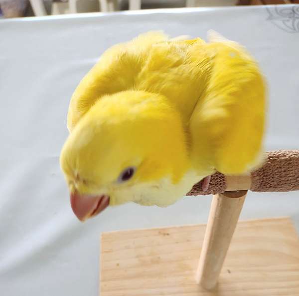 lutino-yellow-quaker-parrots-for-sale