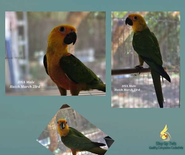 jenday-conure-for-sale-in-pensacola-fl